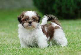 They have been having a great time pl… Shih Tzu Dogs Breed History And Health Overview