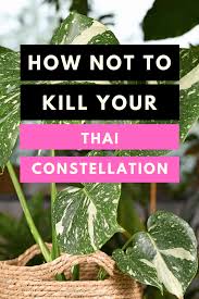 Monstera Thai Constellation Care How To Care For Your Thai Constellation Read Our Complete Guide About Humidity Temperatu Monstera Constellations Plant Care