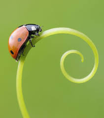 La coccinelle au jardin : Voici 3 Astuces Pour Attirer Les Coccinelles Dans Votre Jardin