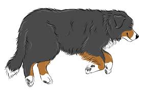 If you catch your pup sleeping like this, it likely means they are either a bit cold or apprehensive about something, like a new environment or people. 5 Dog Sleeping Positions And What They Mean Petmd
