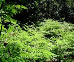 Image result for Hypolepis sparsisora