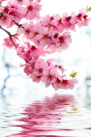 4 Carmen Elena Ibarra Pinterest Flowers Photography Blossom Trees Pink Flowers