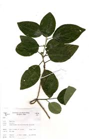 Image result for Clutia