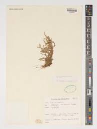 Image result for Bulbophyllum encephalodes