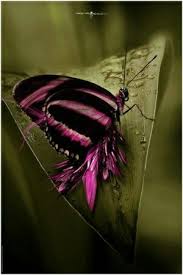 Beautiful Black And Purple Butterfly Pink Black Butterfly Beautiful Butterflies Butterfly Pictures Butterflies Flying