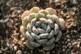 When should i feed my succulents? Succulent Fertilizer Which When And How Often The Succulent Eclectic