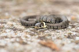 Baby Grass Snake Natrix Natrix Amphibians Reptiles Wildlife Gardening