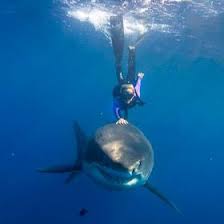 Underwear salesman catches a bbw fish. Melissa Caprio Melissacaprio Profile Pinterest