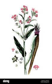 Image result for Cynoglossum coeruleum