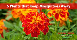 Orange flowers that keep bugs away. 6 Plants That Keep Mosquitoes Away Good News Pest Solutions Green Pest Control In Sarasota