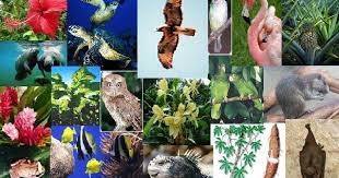 Beraneka ragam flora dan fauna yang unik dan langka masih terdapat di negara ini. Flora Dan Fauna Yang Diancam Kepupusan Pengenalan