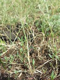 Image result for Phacelurus