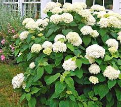 Pin On Flowers And Gardens