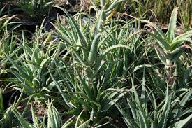 Image result for Aloe arborescens