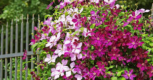 Most clematis are hardy to zone 3, making them a beautiful and resilient vine for difficult climates. The 27 Best Cold Hardy Clematis Varieties Gardener S Path