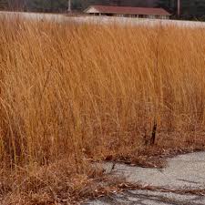 Image result for Andropogon textilis