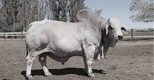You can also choose from cattle. Bos Blanco Beefmasters Brahmans Beefmaster Brahman Stud In South Africa