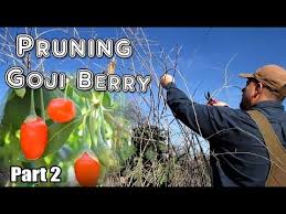Do goji berries go bad? How To Prune Goji Berry Plants For Maximum Berry Production Part 2 Youtube
