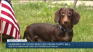 Because of their shape and stature, dachshunds can be prone to back injuries and disc damage, especially as. Nearly 600 Dogs Rescued From Tennessee Puppy Mill Some Brought To Michigan