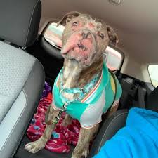 If your dog's what we do know is that skin tags develop as a possible result of past damage, chronic trauma in rare cases, these warts can progress to cancer, so it is a good idea to get them checked out by a vet. Dog With Skin Cancer Needs Your Help To Complete His Bucket List