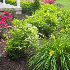 Mid Atlantic Gardening Landscape With Low Maintenance Shrubs Low Maintenance Shrubs Budget Landscaping Shrubs