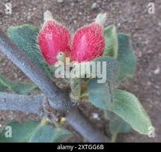 Image result for Erianthemum