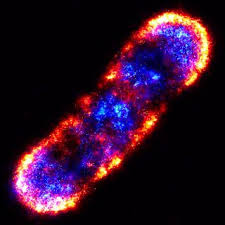 I made this for mrs. What Students Want To Know About Cells Live Science
