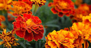 Add the marigold flowers to your bathwater to gain the respect of others and have greater influence over anyone in your presence. How To Plant Grow And Care For Marigolds Gardener S Path