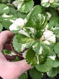 Australis is a variety with solid green foliage. Old Fashion Swedish Ivy Plectranthus Australis Variegated Etsy Plants Ivy Houseplant Ivy Plants