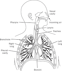 Nasal cavity — the space inside the nose that lies between the floor of the cranium and the roof of the mouth. The Respiratory System Springer Publishing