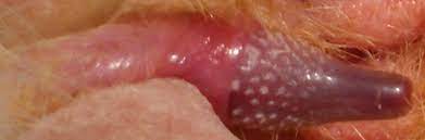 We did not find results for: Penile Spines Wikipedia