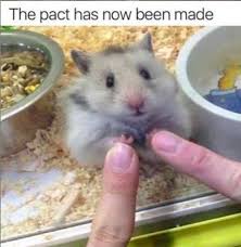 We did not find results for: 29 Of The Cutest Hamster Memes We Could Find So Far Let S Eat Cake