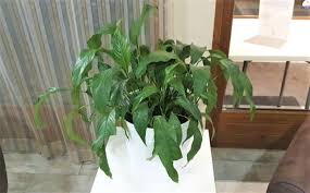 The leaves will soon start to droop when the plant dries out, but when watered it will rebound pretty fast. Why Is My Peace Lily Not Growing 5 Easy Fixes Smart Garden Guide
