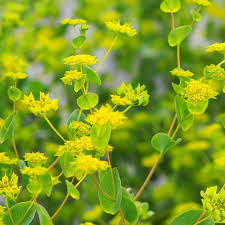 Image result for Bupleurum rotundifolium