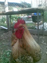 Cântă „cucurigu! cu noi, un îndrăgit cântec pentru copii creat de tralala. Cocosu Meu Alex123