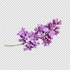 The resolution of this transparent background is 872x870 and. Lavender Lavender Purple Flowers Png Klipartz