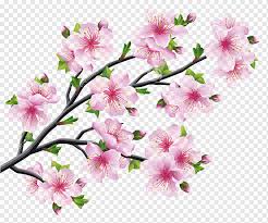 How to draw cherry blossoms on toned tan paper. Brown And Pink Flowers Illustration Cherry Blossom Drawing Tree Cherry Blossoms Branch Flower Cherry Png Pngwing