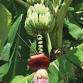 Let’s Grow Bananas event image