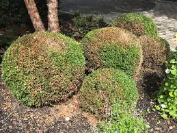 Most landscapers choose to plant the american boxwood when evergreen privacy screens or hedges are desired in the landscape. From The Horticulture Diagnostic Lab Boxwood Blight Cce Suffolk Long Island Gardening
