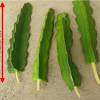 What are the reasons for transplanting plants? 1