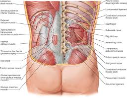 Back pain from internal organs is often felt on one side of. Lumbar Nerves An Overview Sciencedirect Topics
