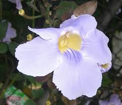 Image result for Thunbergia mildbraediana