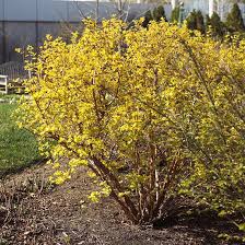 22 Colorful Shrubs That Put On A Gorgeous Show All Season Long With Their Foliage Colorful Shrubs Trees For Front Yard Low Maintenance Landscaping Front Yard