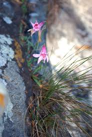 Image result for Cyrtanthus galpinii