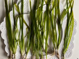 Image result for Vallisneria spiralis