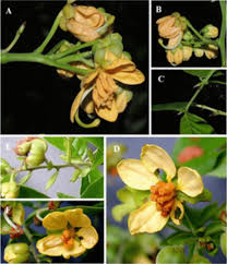 Image result for Senna bacillaris