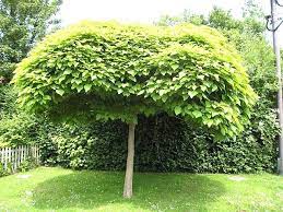 Rabbits are attracted to a catalpa and can cause severe damage by chewing bark off the tree's trunk and gnawing on its low branches and foliage. Catalpa Bungei Architectural Plants