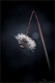 Aberrant Beauty Dandelion Dandelion Seed Dandelion Flower