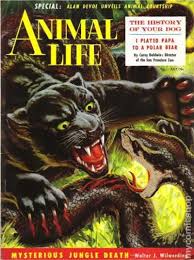 Comic books in 'Jungle/Primitive'