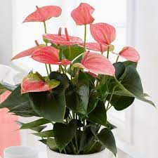 Pink Flamingo Flower Anthurium Pink Champion Antinkeles Bright But Indirect Light Anthurium Plant Planting Flowers Lily Plants